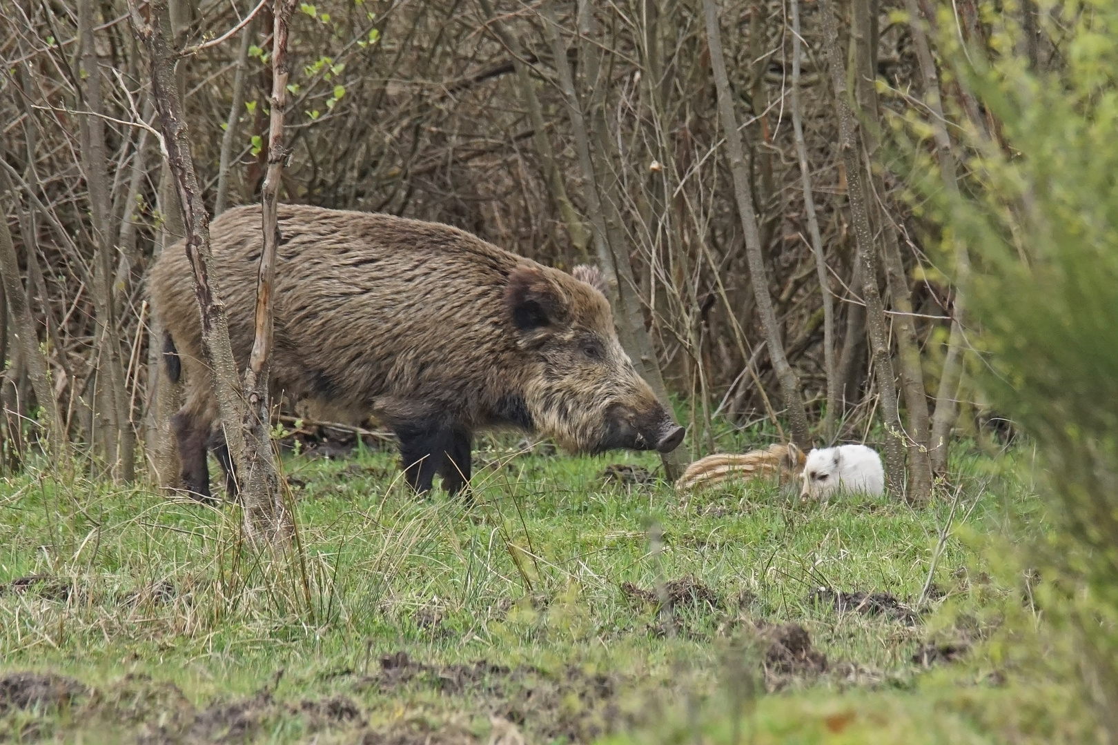 Wildschwein-Bache mit Frischlingen