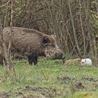 Wildschwein-Bache mit Frischlingen