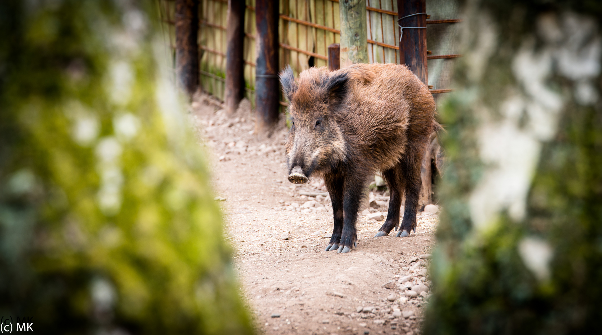 Wildschwein