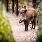 Wildschwein