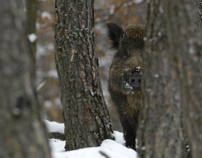 Wildschwein