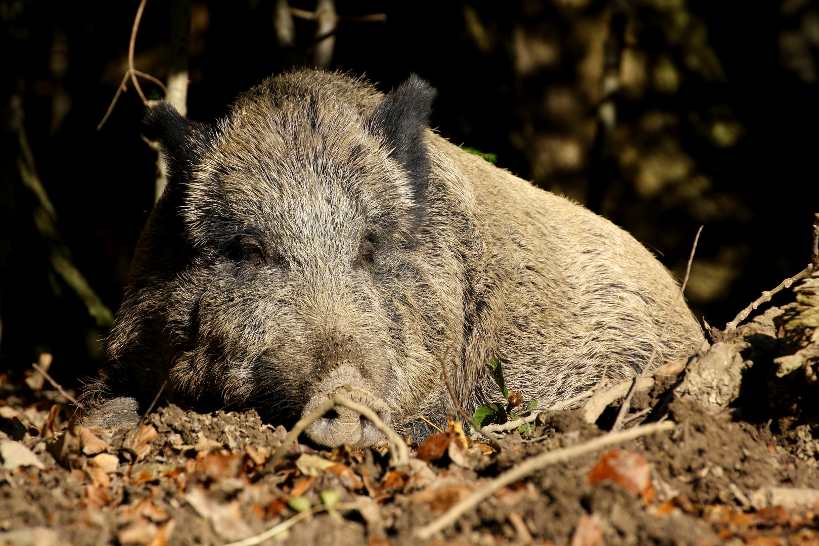 Wildschwein