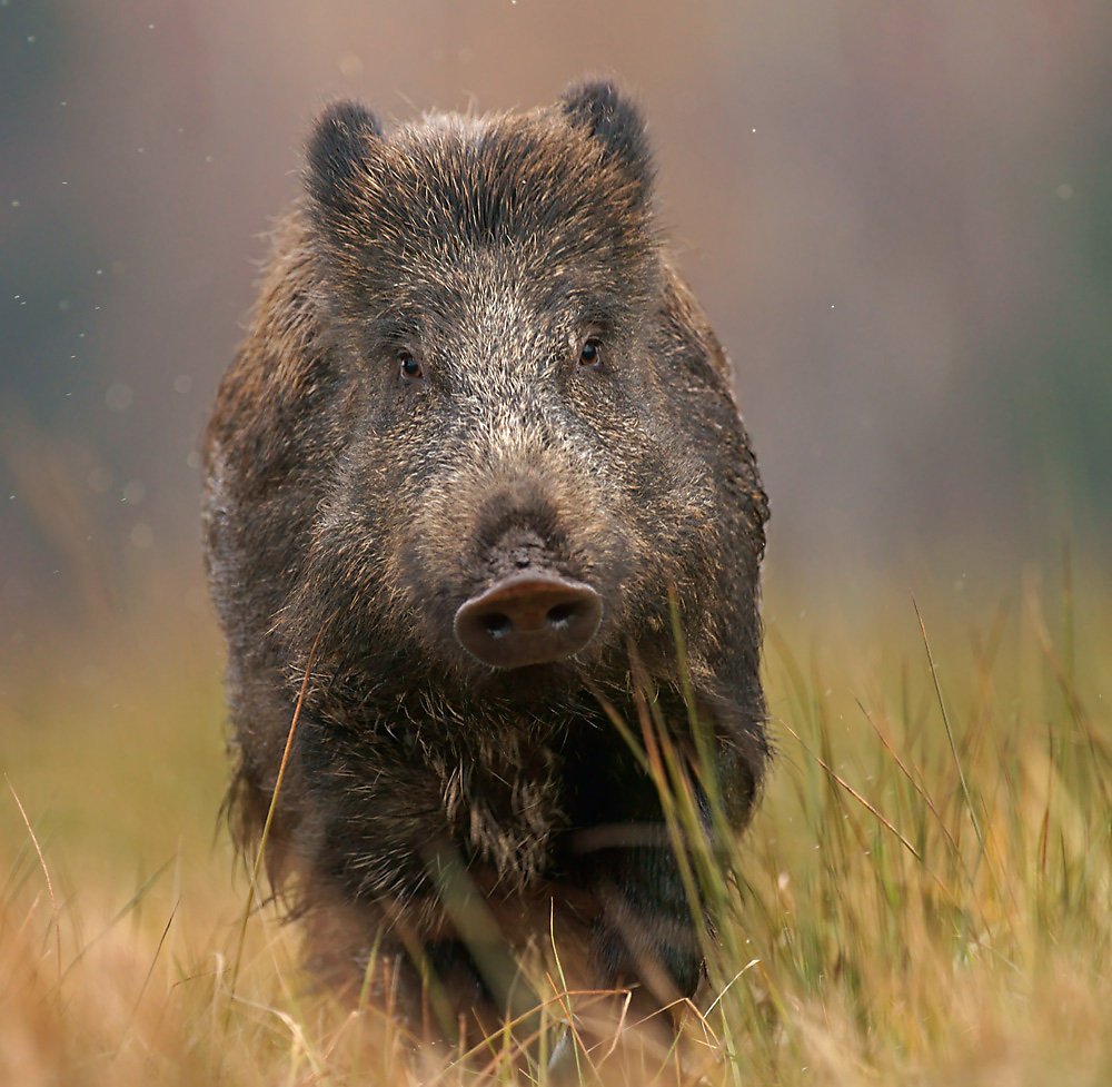 Wildschwein Foto &amp; Bild | tiere, zoo, wildpark &amp; falknerei, säugetiere ...