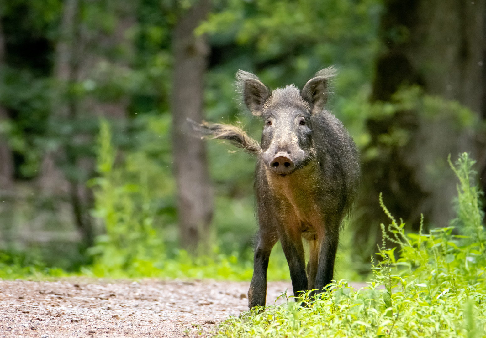 Wildschwein