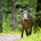 Wildschwein