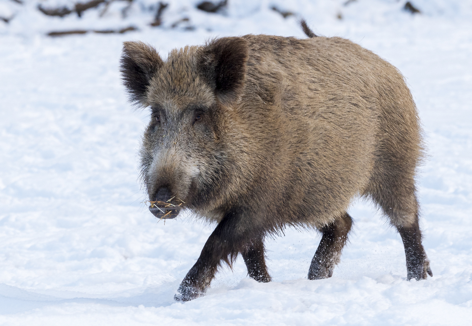 Wildschwein Foto &amp; Bild | nikon, winter, natur Bilder auf fotocommunity