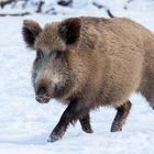 Wildschwein