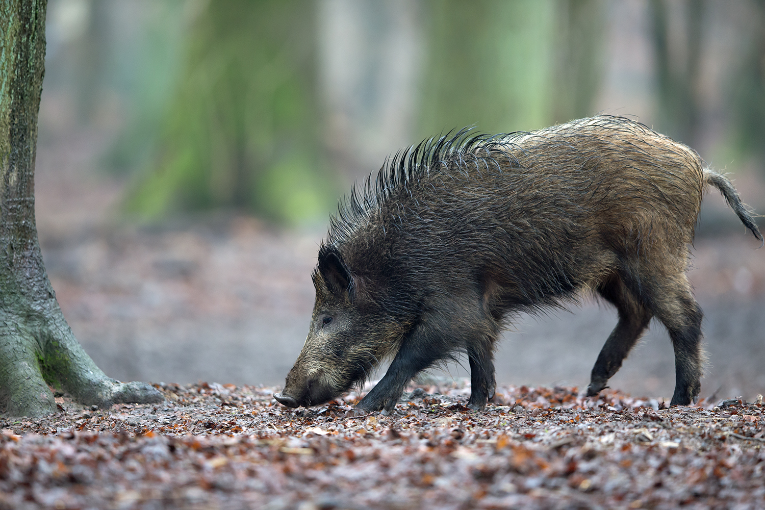 Wildschwein bei der Nahrungssuche im Buchenwald