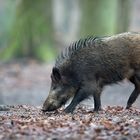 Wildschwein bei der Nahrungssuche im Buchenwald