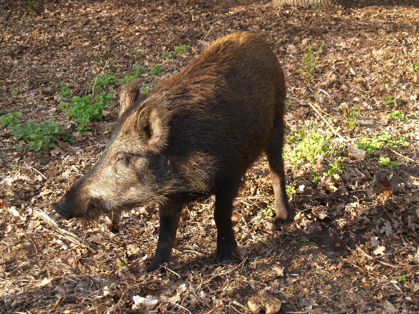 Wildschwein bei mir