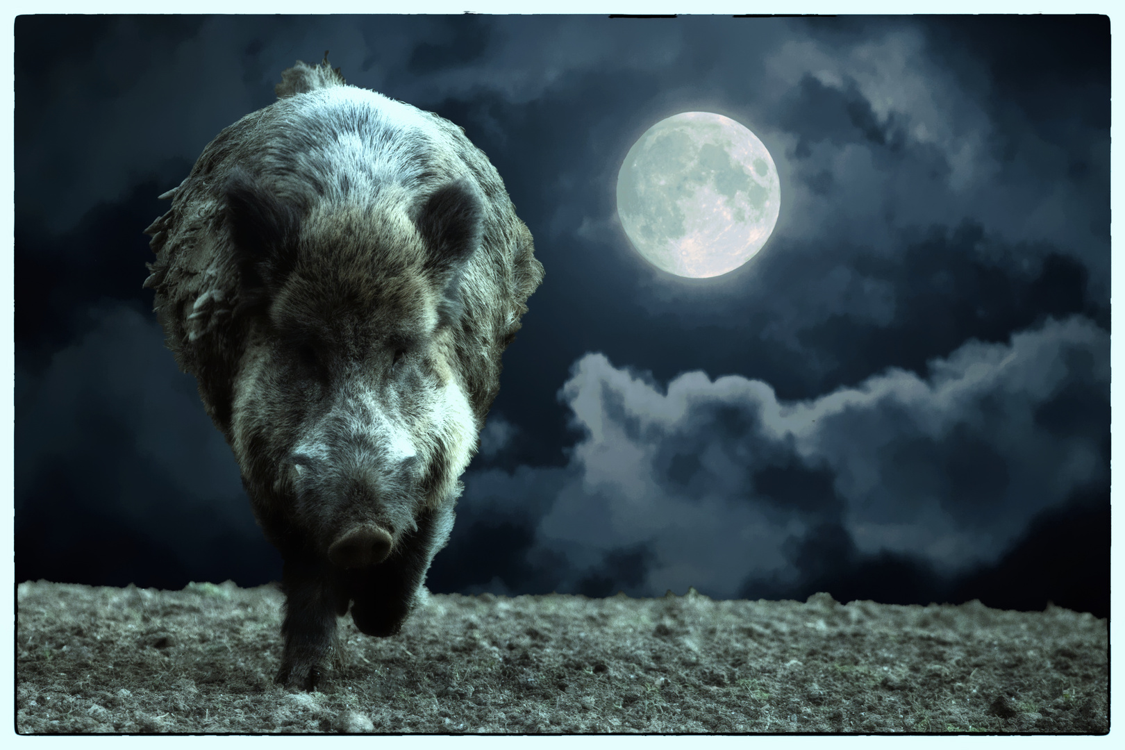 Wildschwein bei Vollmond