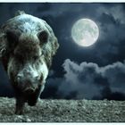 Wildschwein bei Vollmond