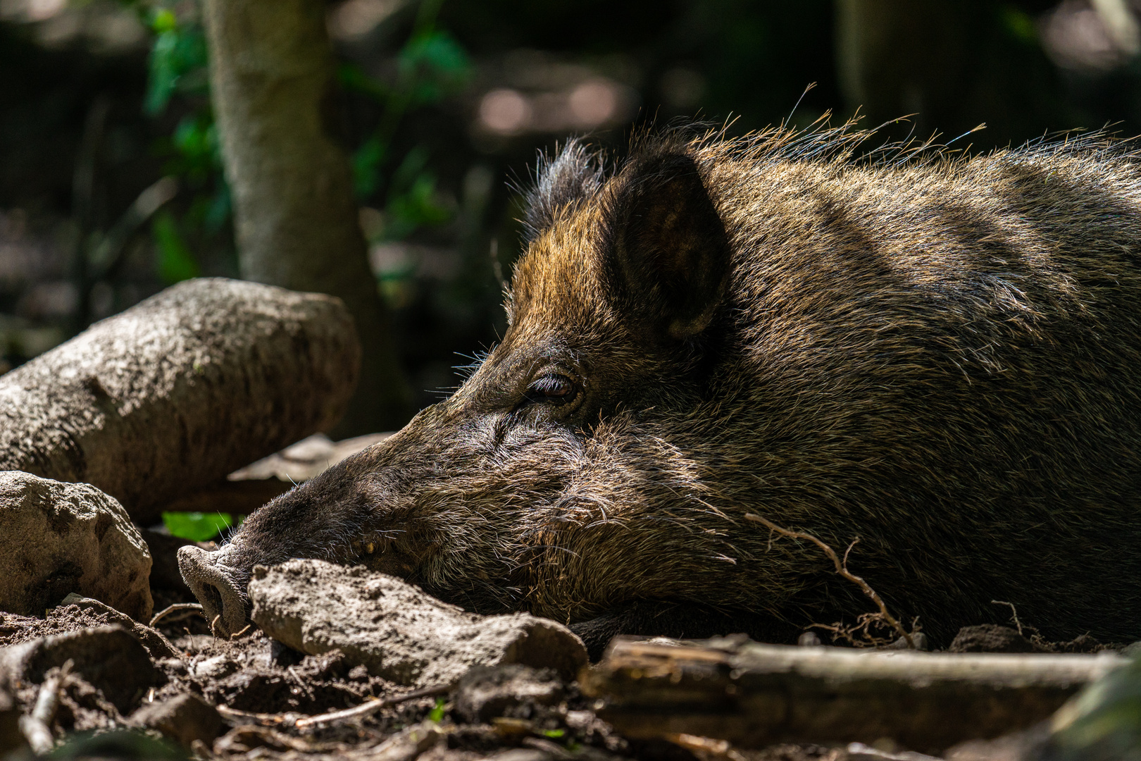 Wildschwein beim Mittagschlaf