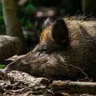 Wildschwein beim Mittagschlaf