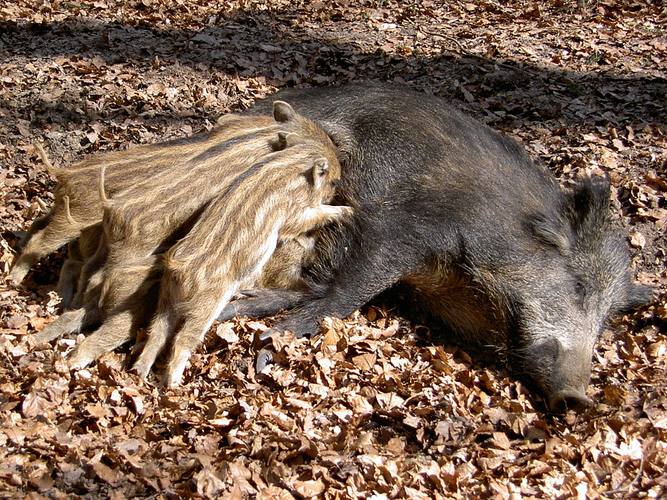 Wildschwein beim säugen