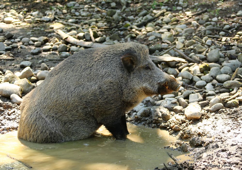 Wildschwein beim Suhlen