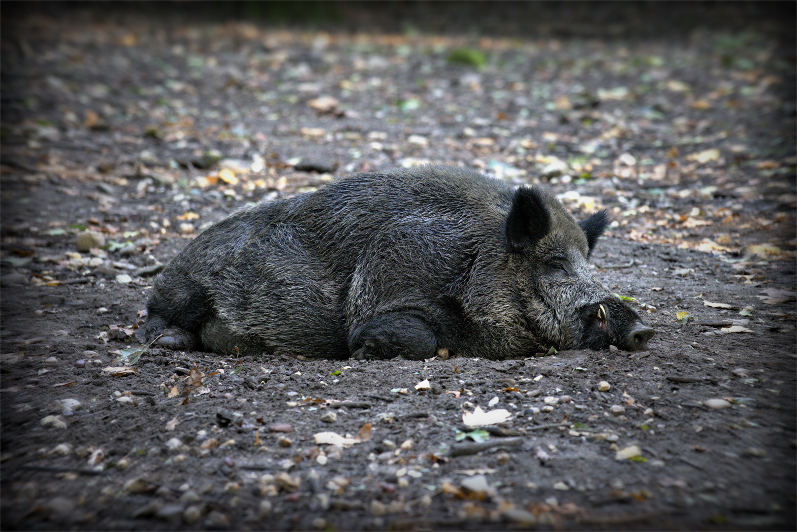 Wildschwein beim Verdauen