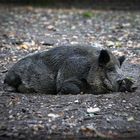 Wildschwein beim Verdauen