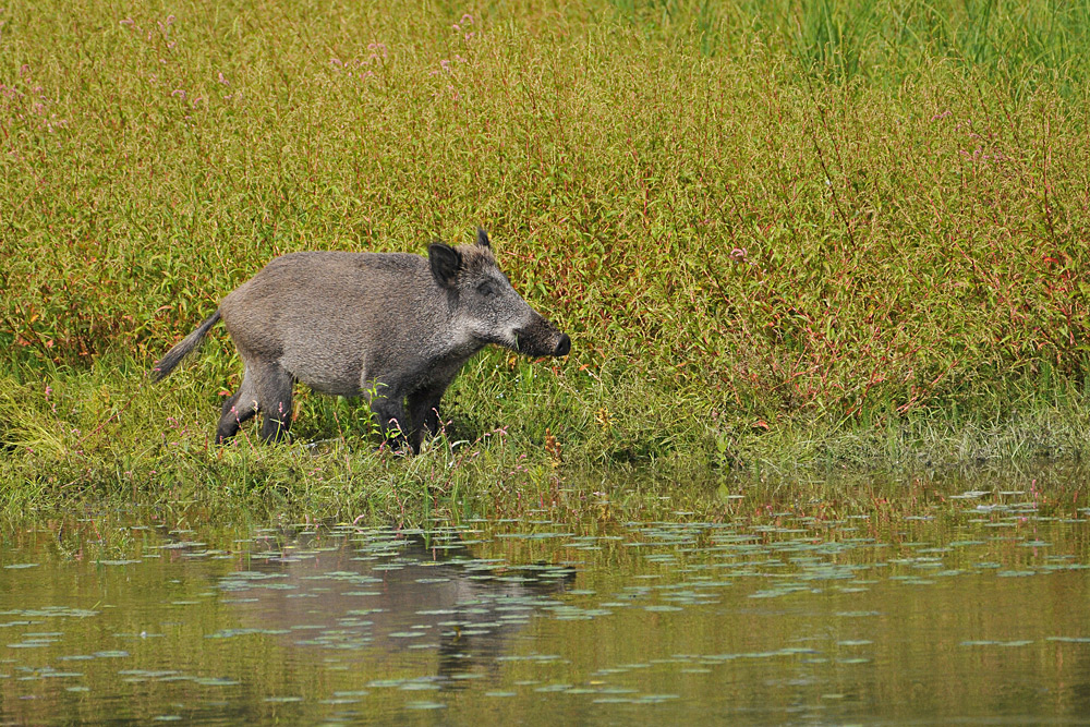 Wildschwein – Besuch 01