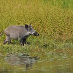 Wildschwein – Besuch 01