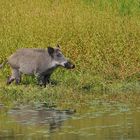 Wildschwein – Besuch 01