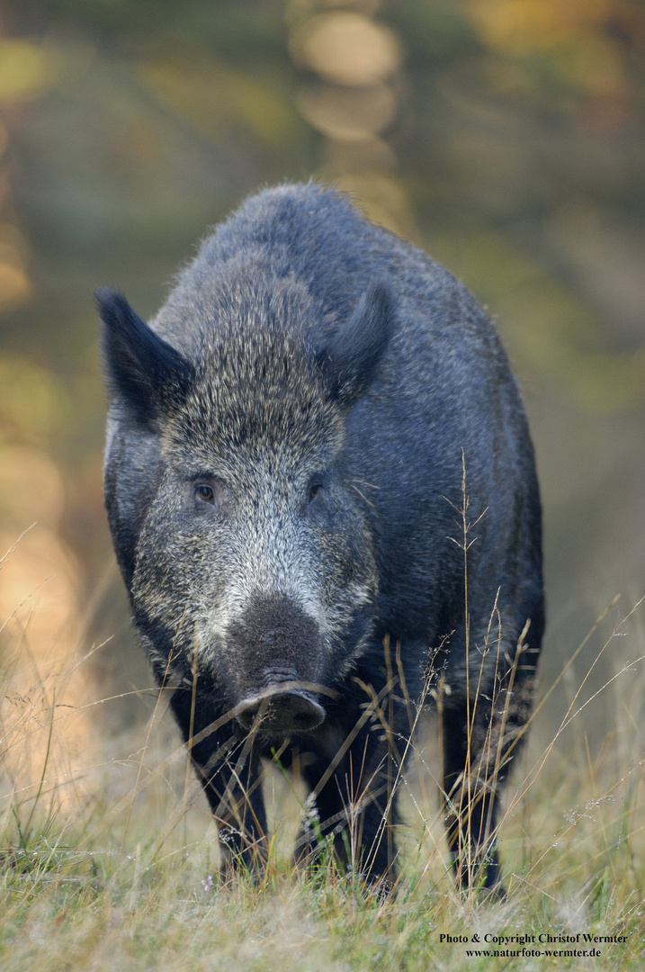 Wildschwein (c)