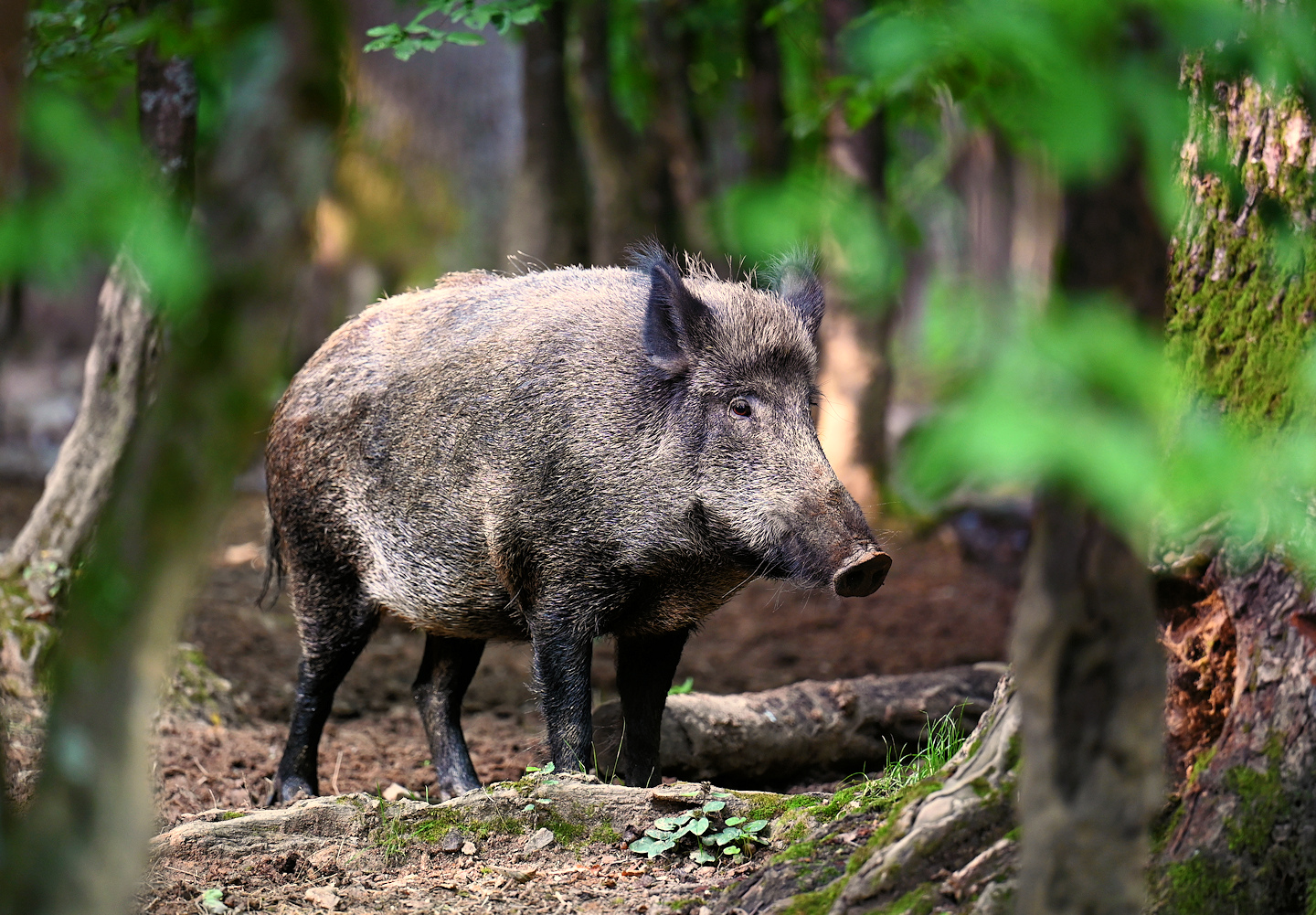 Wildschwein