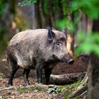 Wildschwein