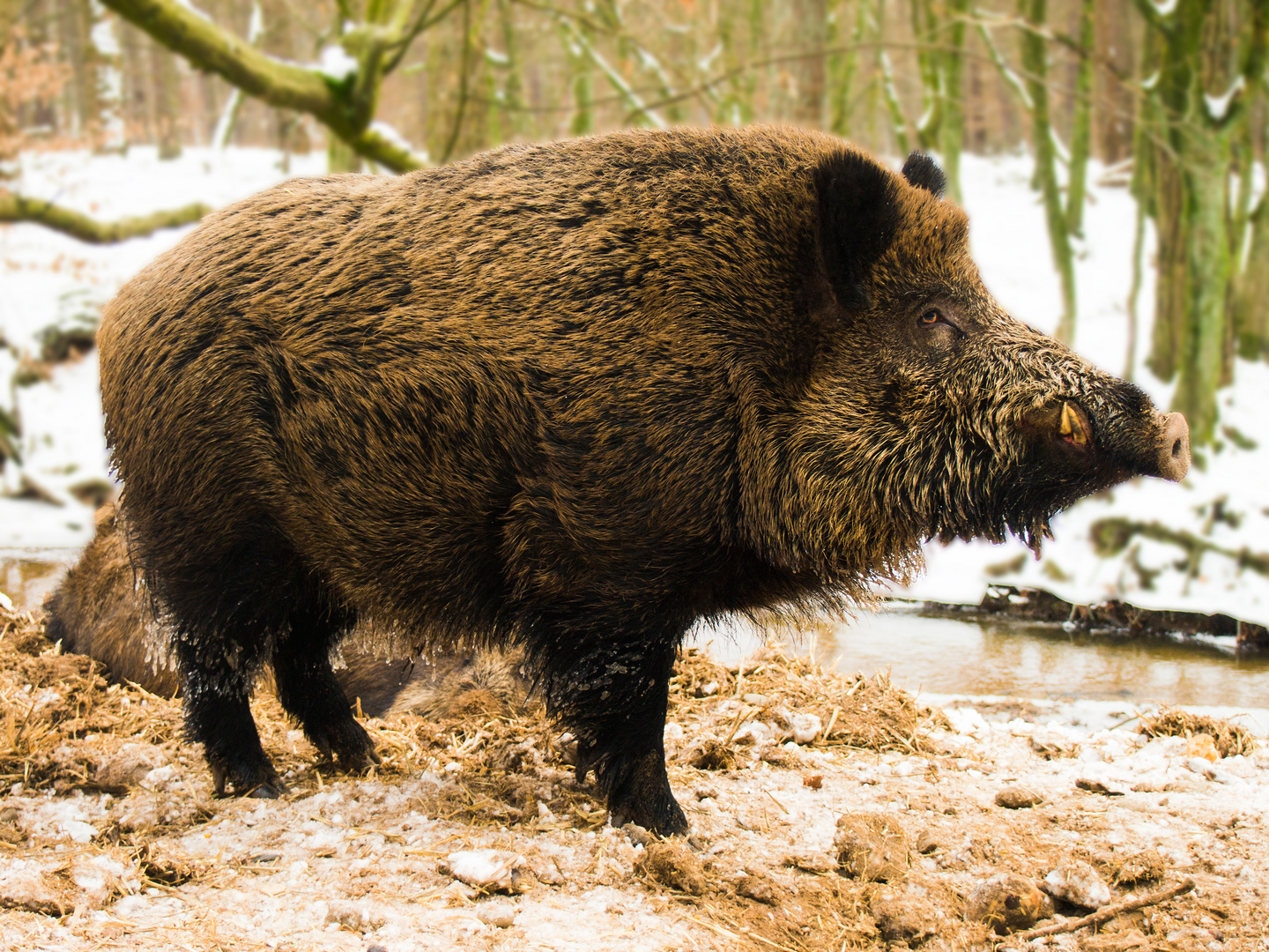 Wildschwein