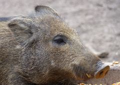 Wildschwein