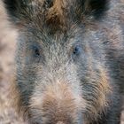 Wildschwein