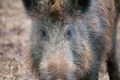 Wildschwein