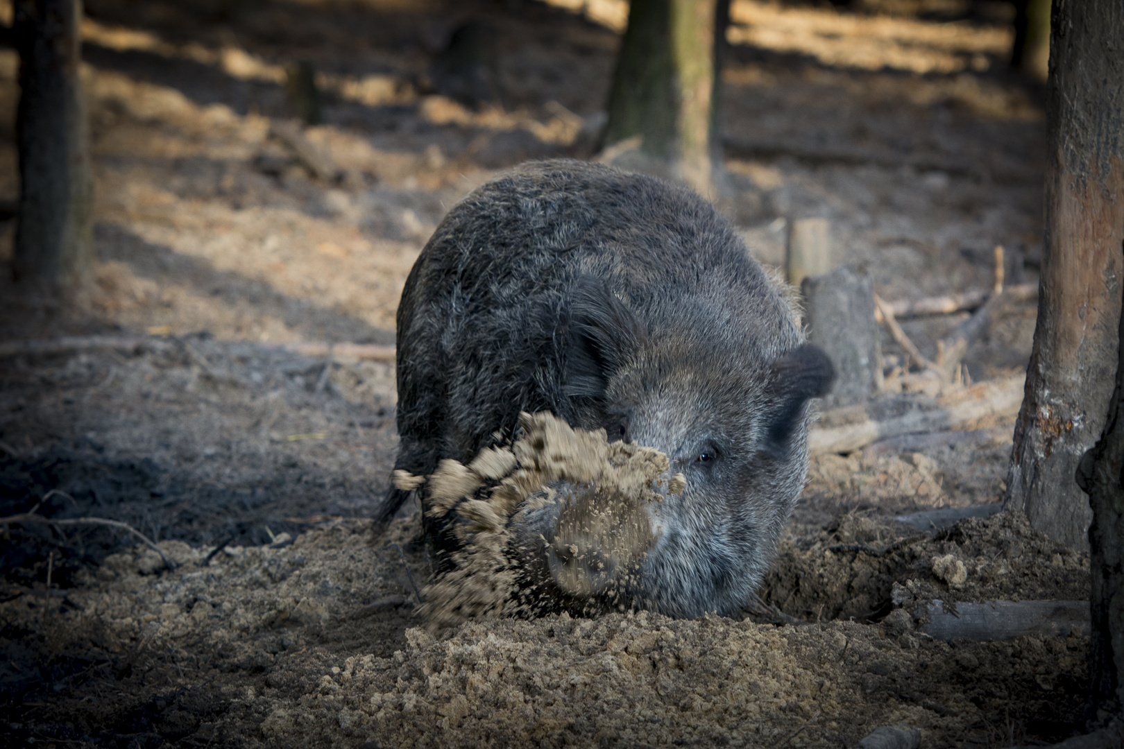 Wildschwein