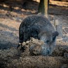 Wildschwein