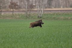 Wildschwein