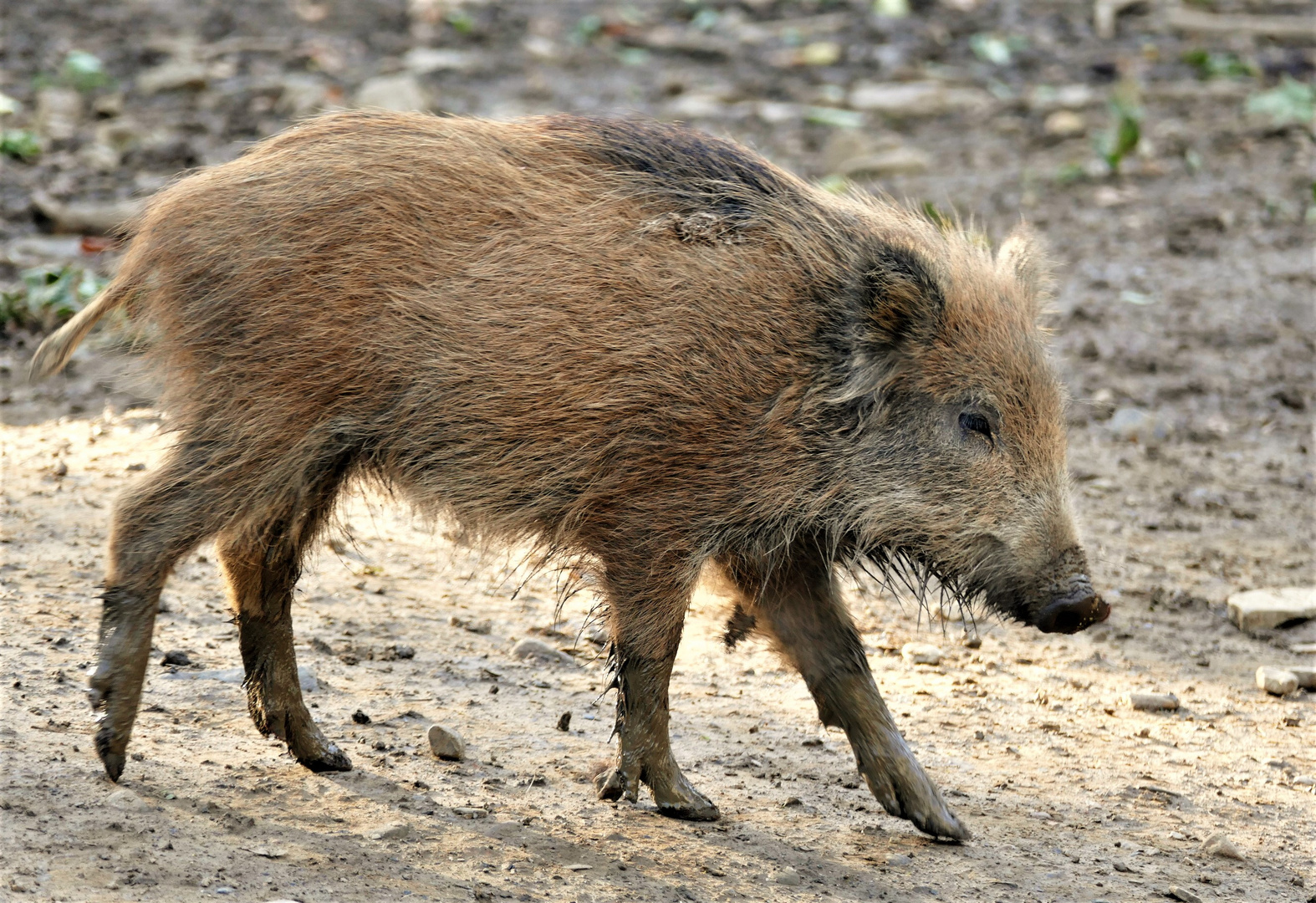 Wildschwein