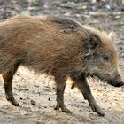 Wildschwein