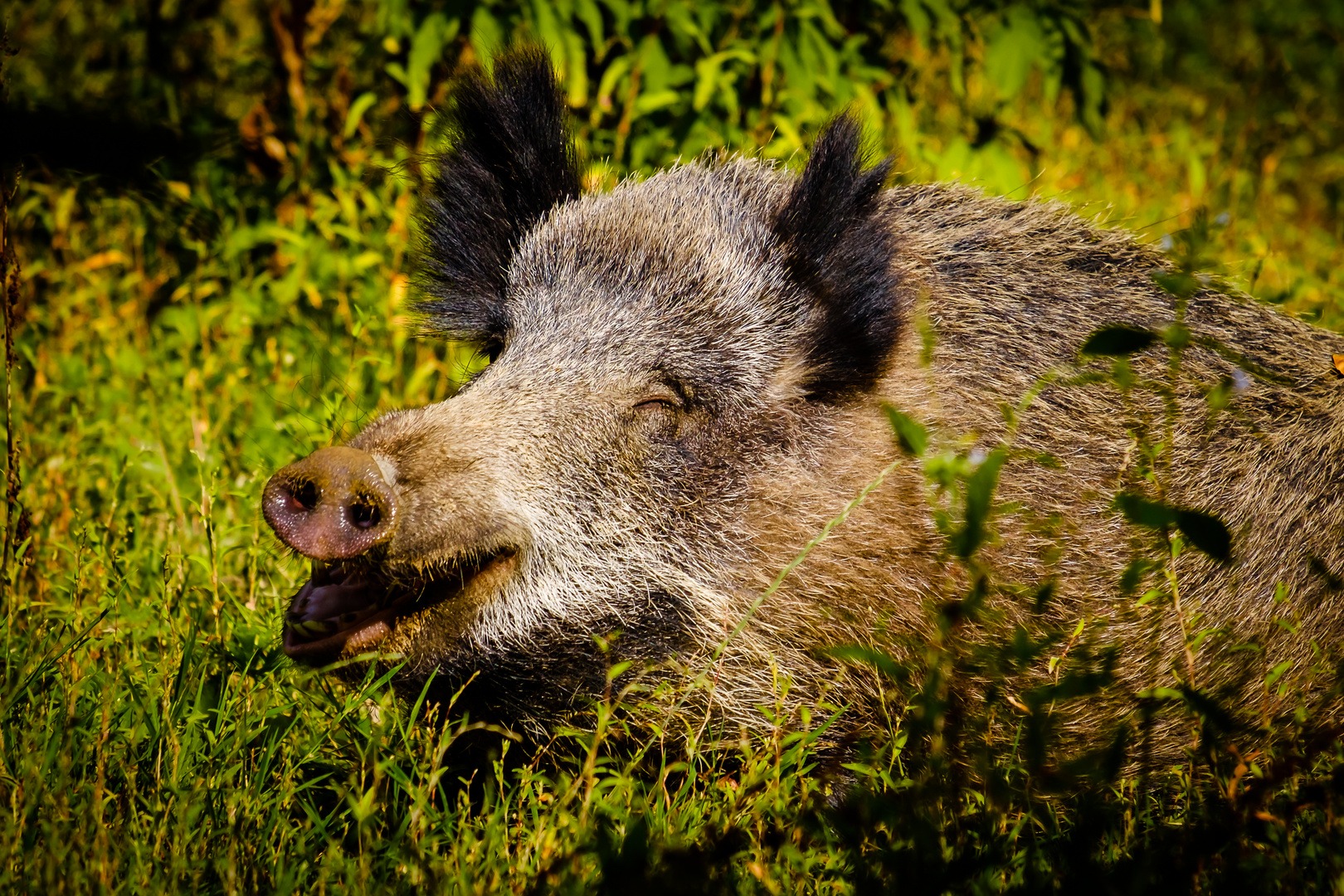 Wildschwein