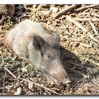 Wildschwein