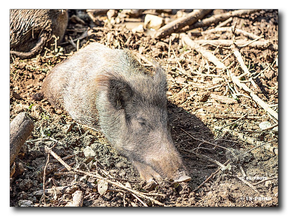 Wildschwein