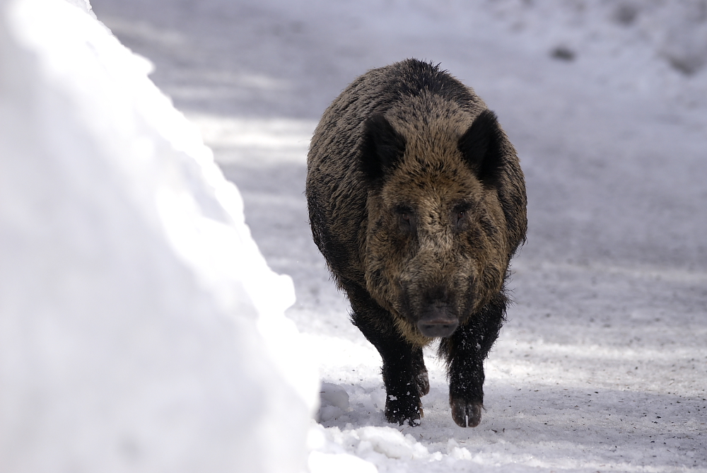 Wildschwein