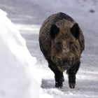 Wildschwein