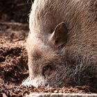 Wildschwein