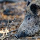 Wildschwein 