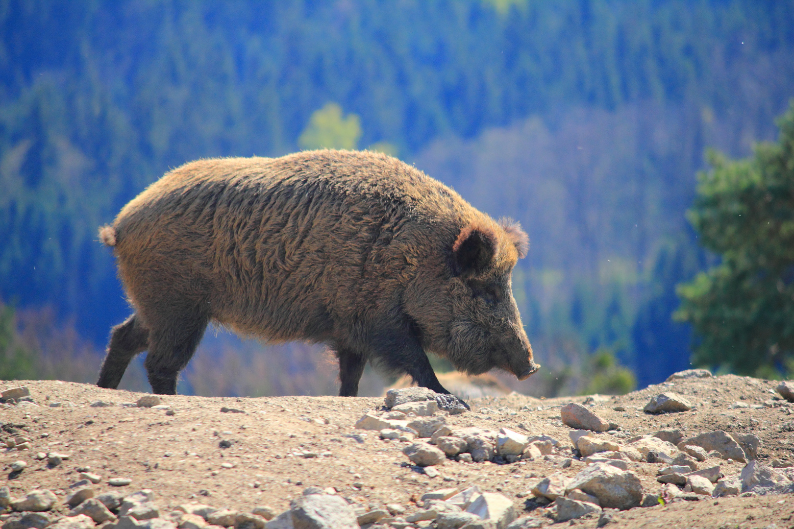 Wildschwein