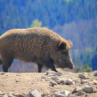 Wildschwein