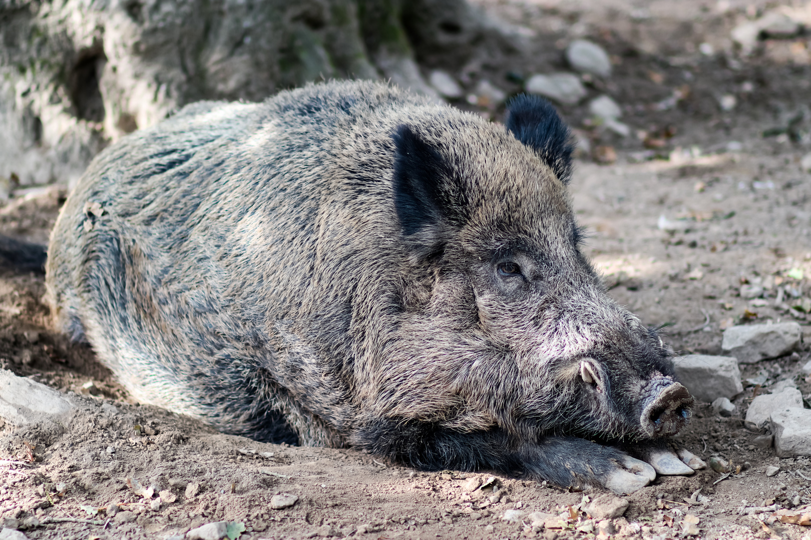 Wildschwein