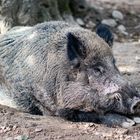 Wildschwein