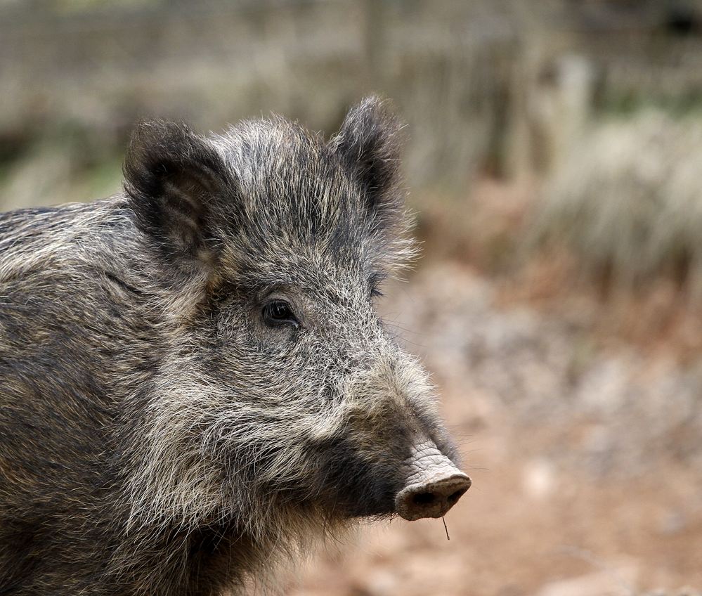 Wildschwein