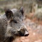 Wildschwein